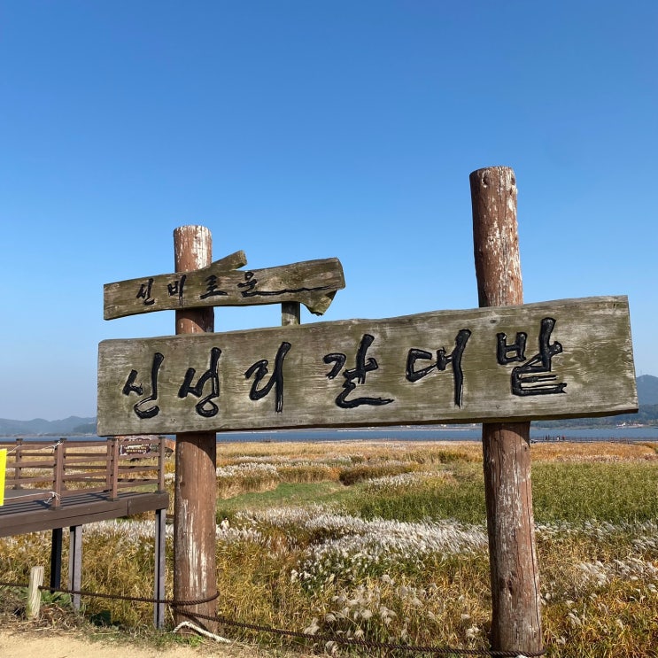  충남 서천 가을 여행지 추천 - 아름다운 갈대밭의 향연! 서천 신성리 갈대밭