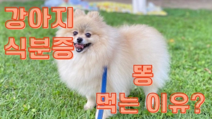 강아지 식분증 똥먹는이유가 궁금해요? 강아지 식분증 똥먹는이유가 궁금해요?