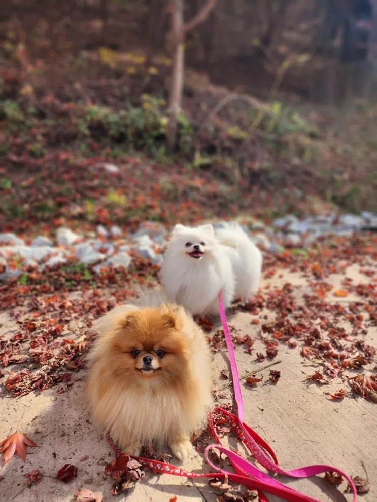  울긋불긋 단풍, 파란하늘 콧바람 쐬러 다니기