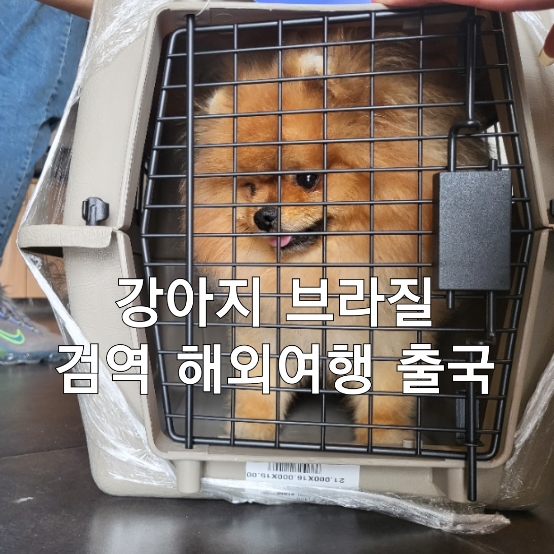  강아지 브라질 검역 해외여행 출국