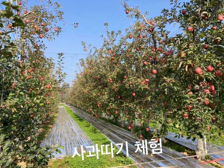  아이랑 사과따기(예산 은성농원)