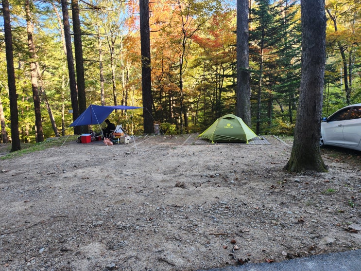 국립 봉화 청옥산 자연휴양림 캠핑 - 데크, 전기, 명당, 숲체험, 불편한 야영장