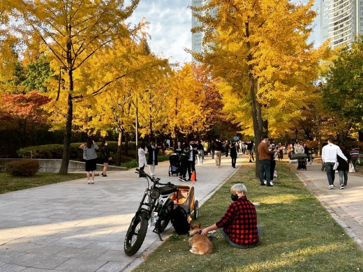  서울 가볼만한곳 서울숲 가을 단풍 힐링여행
