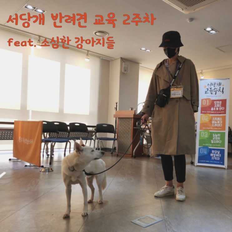 강아지 교육 2주 차 평택시 서당개 프로그램