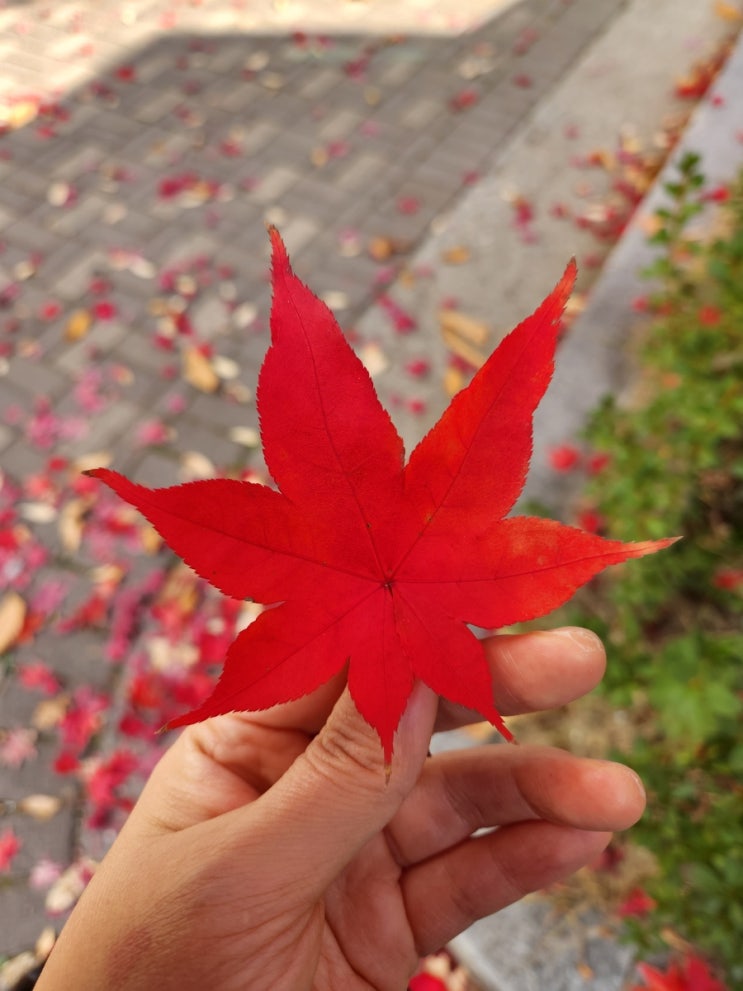  우리 아파트에도 단풍이 예쁘게 물들었네요^^