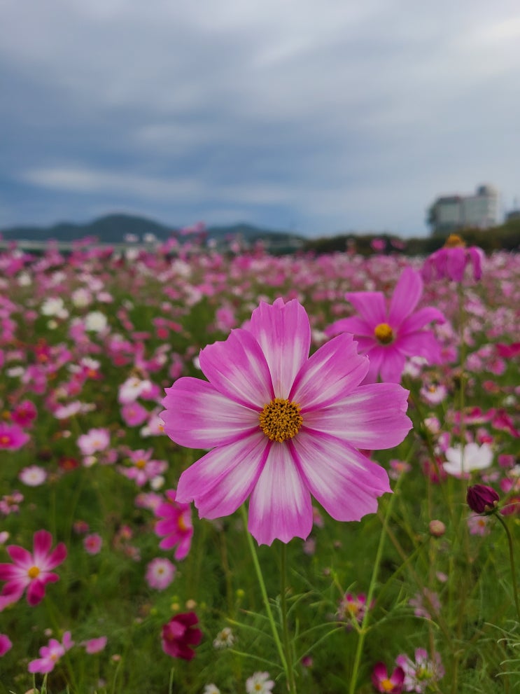  [경제 금융 용어 700선](571-580)채권시가평가,채권시장,채권시장안정펀드,채무상환유예,청년실업률,청산,총고정자본형성,총부채상환비율,총부채원리금상환비율,총산출,DSR,DTI