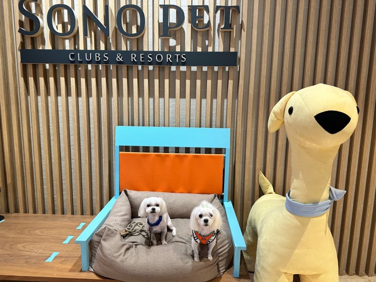  홍천 소노펫 패밀리룸 (feat. F 타워 주차장 홍천클럽앤리조트)