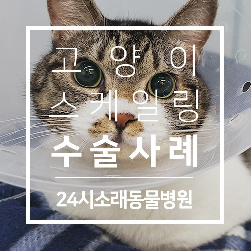 인천 고양이스케일링&발치 후기 , 해와달동물병원