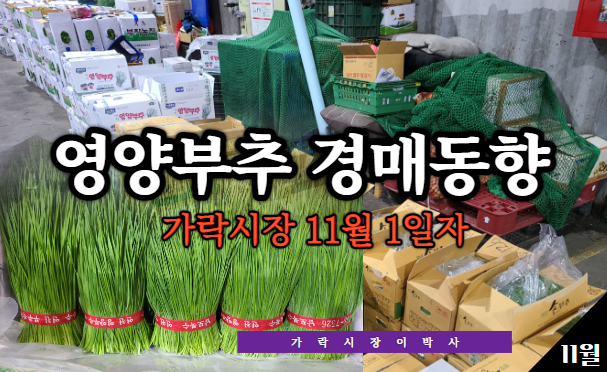 [경매사 일일보고] 11월 1일자 가락시장 "영양부추" 경매동향을 살펴보겠습니다!