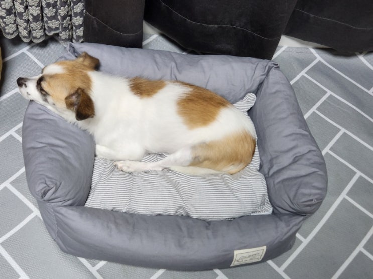 강아지 겨울방석 쉼쉼 애견 침대로 사용해요
