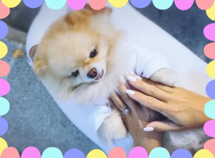  포메라니안 탈모 털빠짐 증상 알로페시아 X 원인
