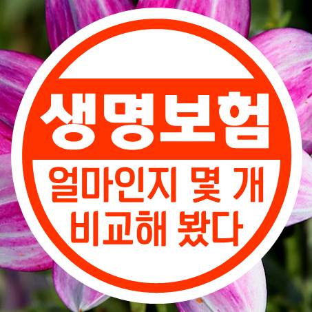  생명보험금액 얼마 정도 하는지 몇 개 비교해 봤다.