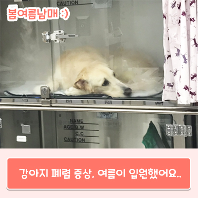  강아지 폐렴 증상으로 인해 여름이 입원했어요..