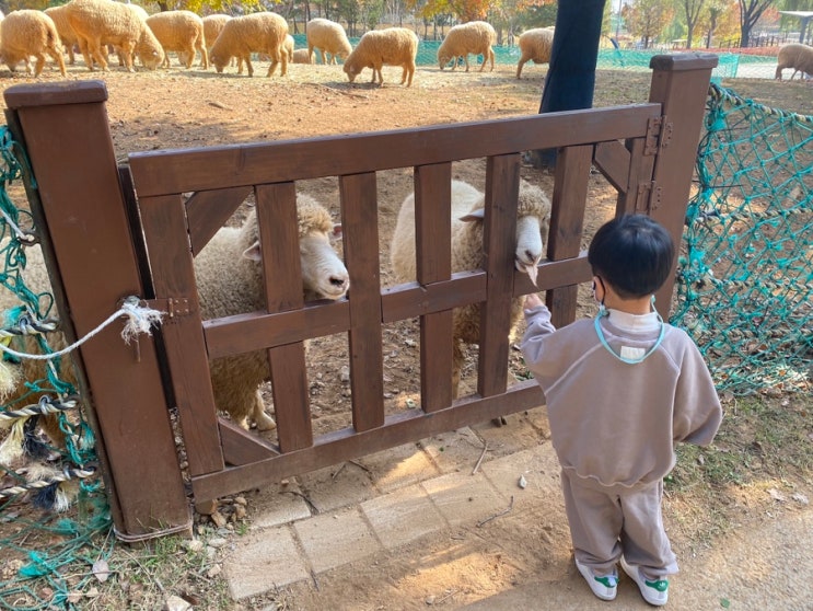  인천 늘솔길공원 양떼목장 즐기기.