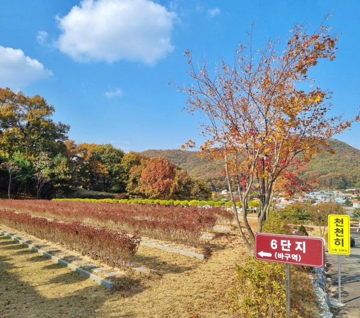  수목장 비용 유형과 중점 자세히