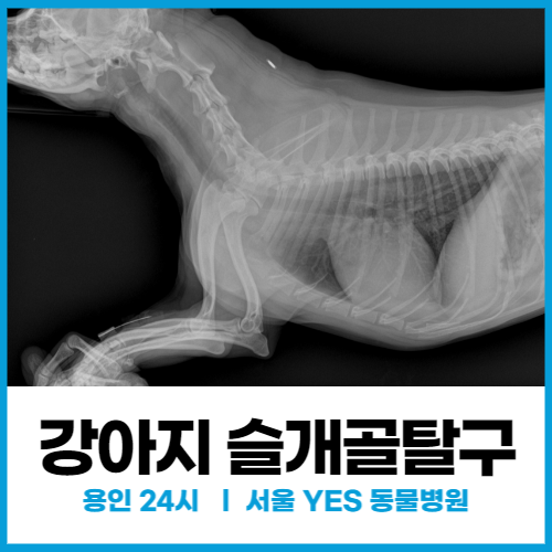  [외과] 강아지 슬개골탈구 단계별 증상 및 수술, 실력 좋은 용인 서울예스동물병원 (수원 24시 동물병원)