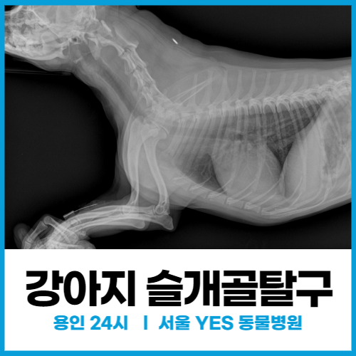 [외과] 강아지 슬개골탈구 단계별 증상 및 수술, 실력 좋은 용인 서울예스동물병원 (수원 24시 동물병원)