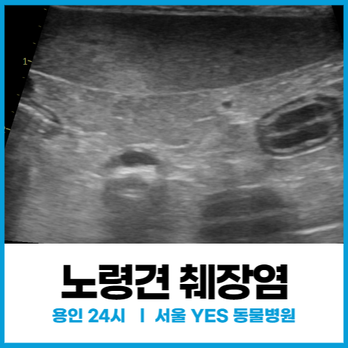  [내과] 노령견 강아지 췌장염 증상 및 치료 , 강아지 구토 후 배가 딱딱해질 때(분당 24시 동물병원)