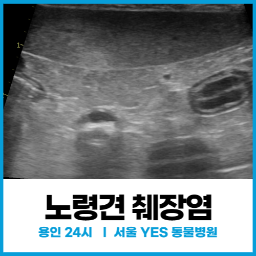 [내과] 노령견 강아지 췌장염 증상 및 치료 , 강아지 구토 후 배가 딱딱해질 때(분당 24시 동물병원)