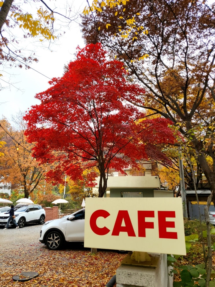  내돈내산, 용인 고기리 카페/인스타 갬성 플렌테리어 카페[코울러 Couler]
