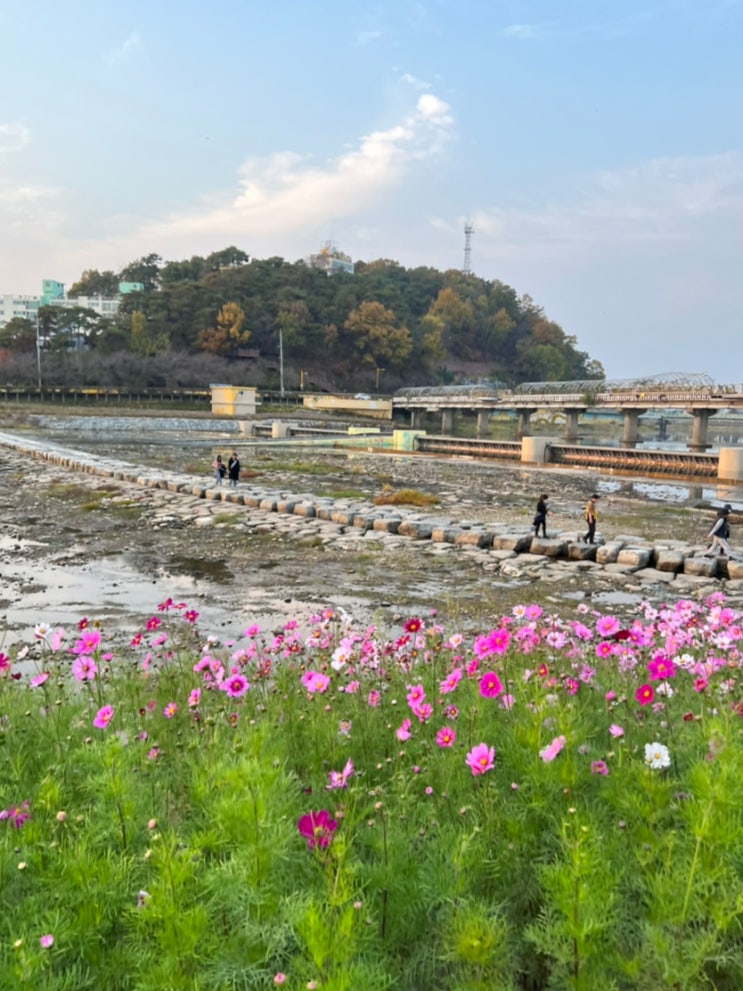  장성 황룡강 생태공원 걷기, 강아지랑 함께