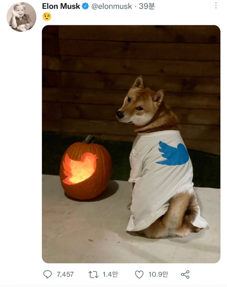 머스크! 트위터에 도지코인 심는건가? 트위터옷입은 DOGE 게재! 도지코인 떡상중! 머스크! 트위터에 도지코인 심는건가? 트위터옷입은 DOGE 게재! 도지코인 떡상중!
