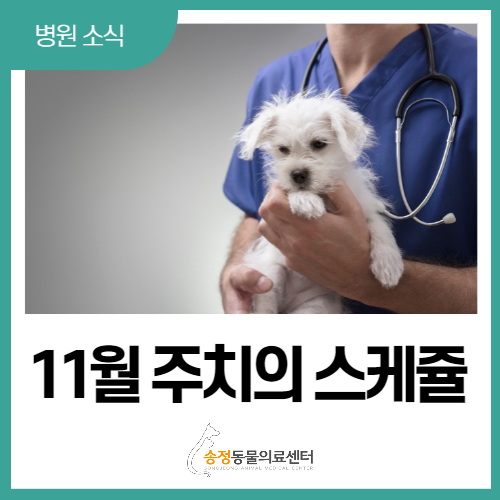  연중무휴 365일 진료 보는, 경기광주 동물병원 11월 주치의 진료표(송정 동물의료센터)