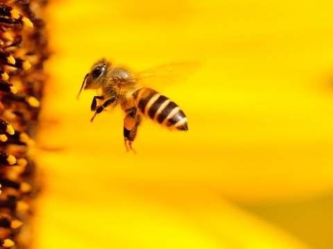 열정적인 농사꾼 ‘꿀벌’의 연쇄 실종, 인간에 크나큰 피해... 78억마리 ‘꿀벌’은 어디로...