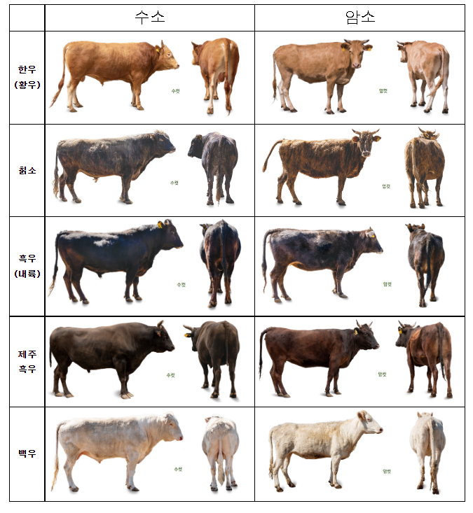 흑우·백우·칡소·제주흑우 우리도 한우데이~_농촌진흥청