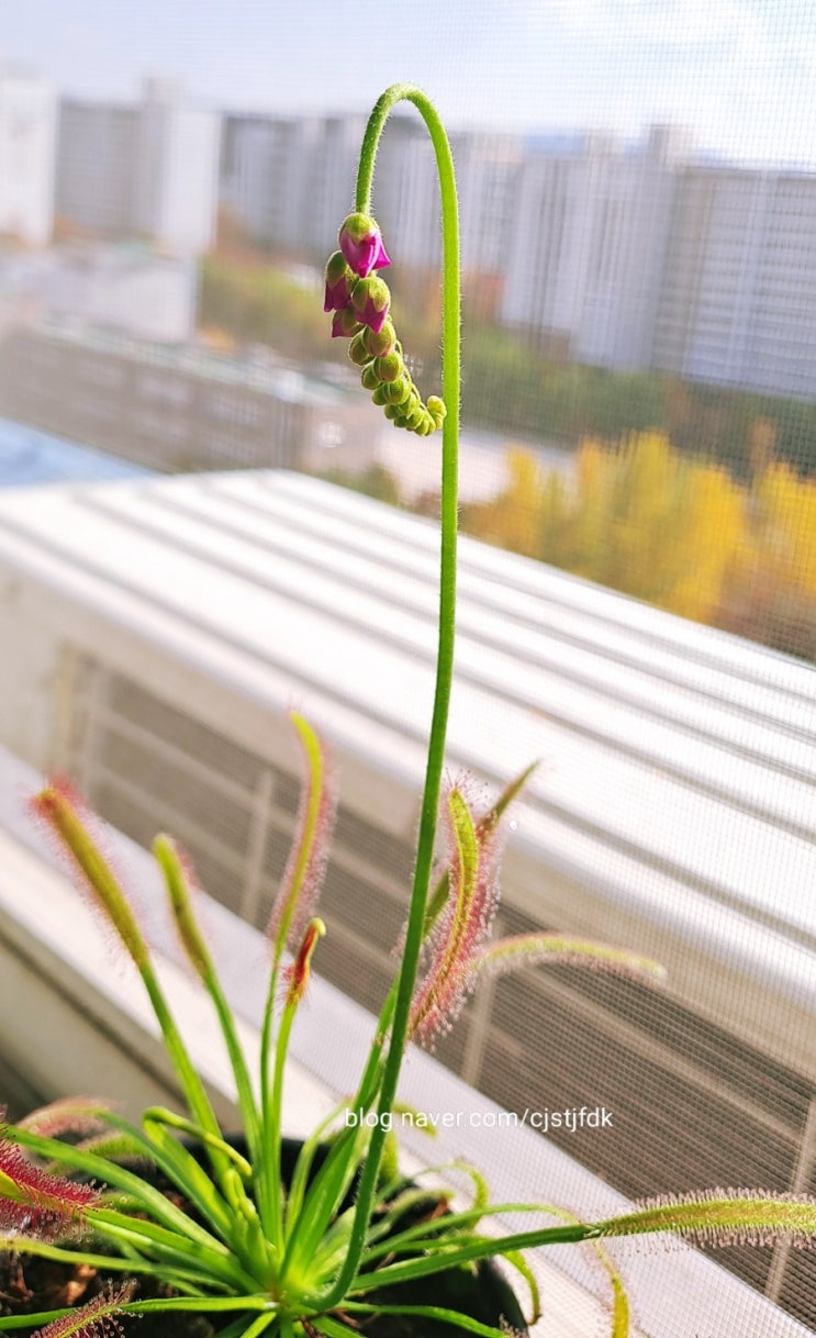 긴잎 끈끈이주걱 꽃이 피었어요.