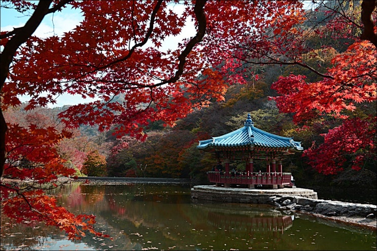  환상적인 내장산 단풍산행 (feat. 내장산 주차정보, 단풍상황)