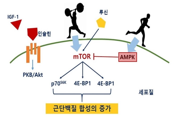  저항운동, 심폐지구성운동(장거리달리기 등)과 근성장의 관계(mTOR와 AMPK)