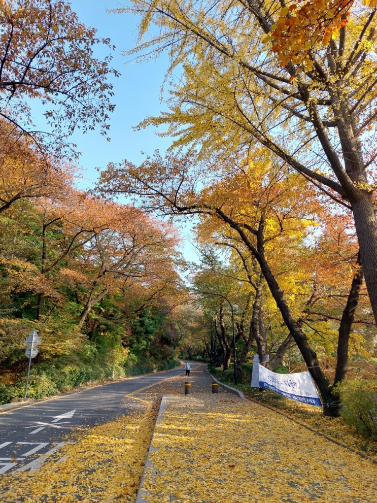 가을 단풍 남산 둘레길 걷기좋은 산책길