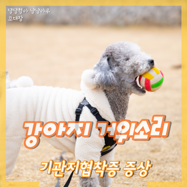  강아지 기관지협착증 증상, 꺽꺽 거위소리 내는 이유