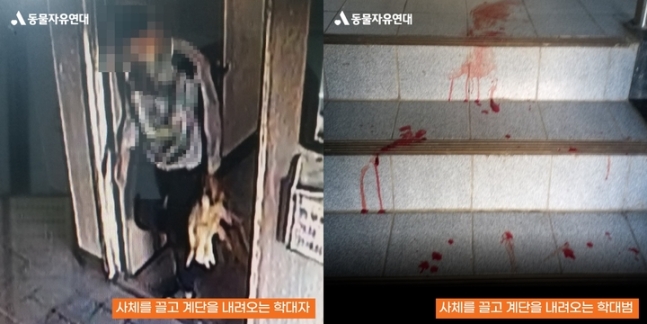 6개월 강아지 살해 후 아파트 복도 방치 10대 경찰 조사
