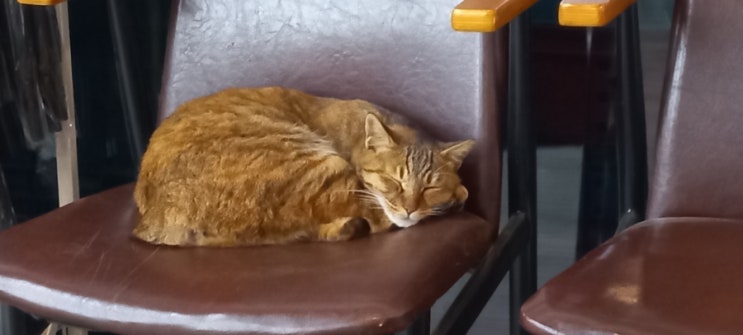 [동물일상] 기숙사 밑에 있는 편의점 의자에서 곤히 자고 있는 "고양이" 한 마리 (feat. 주황 고양이 & 잠자는 고양이)