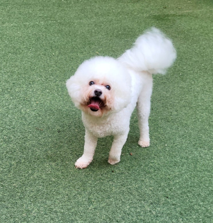  [강아지종류] #8 비숑프리제(Bichon Frise) 정보 / 비숑 성격, 특징