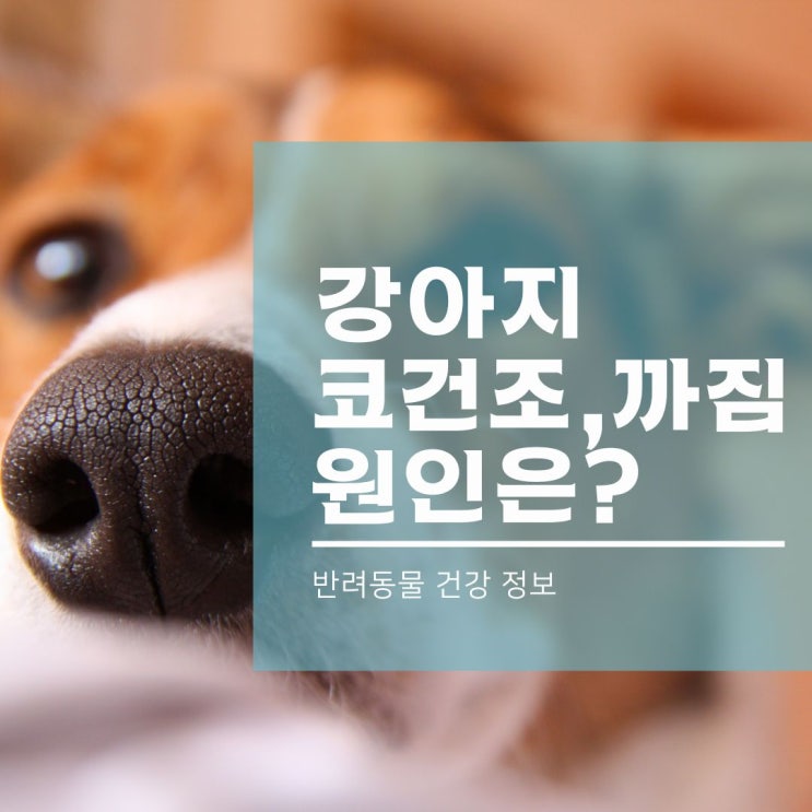  강아지 코 건조와 마름, 까짐으로 본 건강 상태!