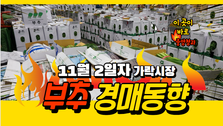  [경매사 일일보고] 11월 2일자 가락시장 "부추" 경매동향을 살펴보겠습니다!