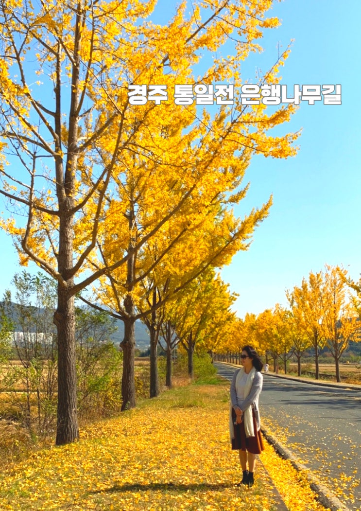  경주 통일전 은행나무 길과 서출지의 가을 단풍 풍경 고즈넉한 경주 산책 지금 추천드리는 이유 100가지쯤!