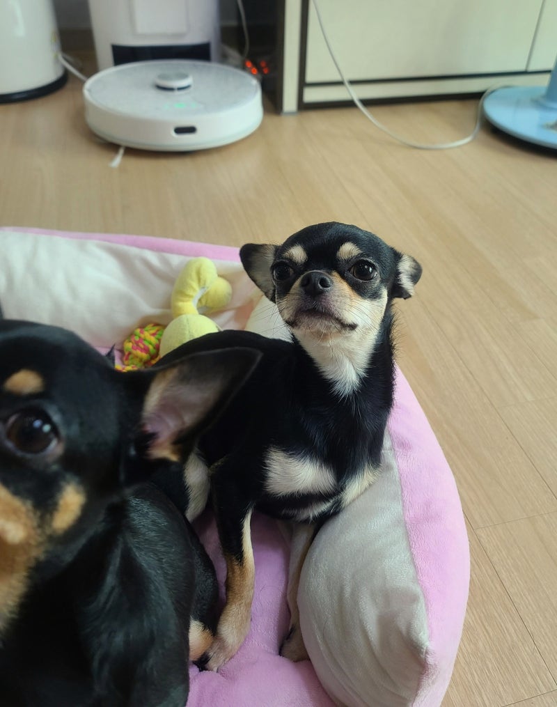 단모,장모 치와와 지능 및 털빠짐,양육시 주의할점 알려드려요 : 네이버 블로그, image size:800x1015