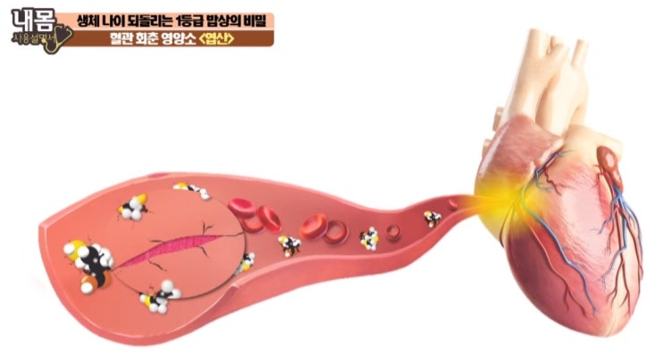  엽산 임산부영양제 혈관 영양소