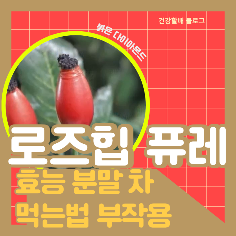 로즈힙 차의 로즈힙 이점 및 로즈힙 분말을 섭취하는 방법