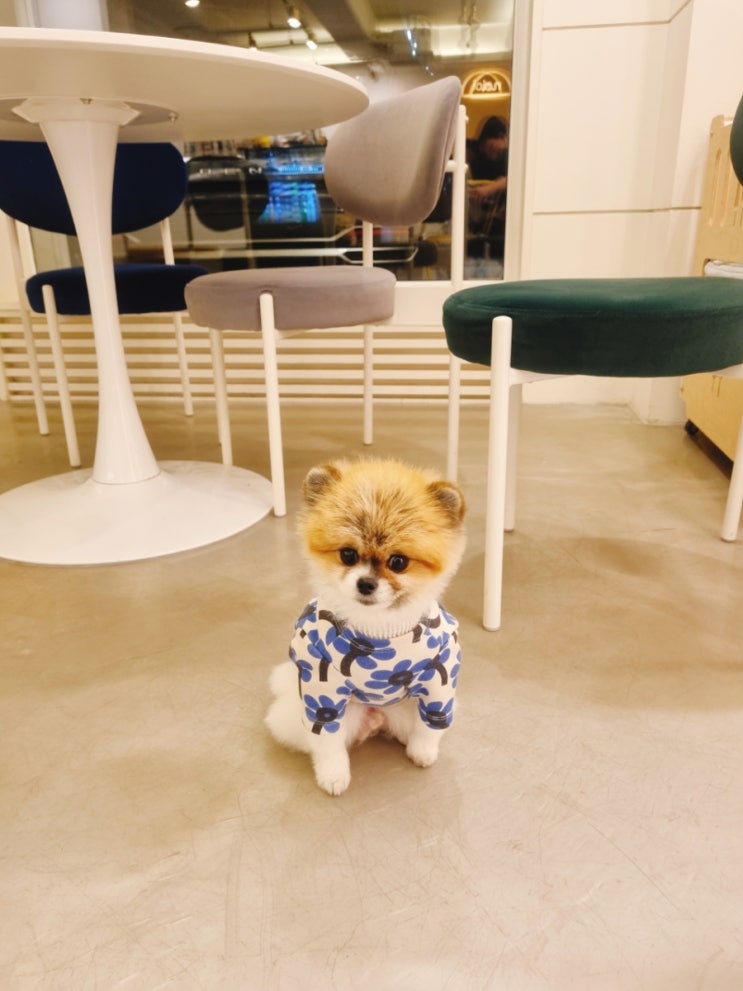 포메라니안, 포메리안 종류 털빠짐 포메 미용까지 알아봐요 포메라니안, 포메리안 종류 털빠짐 포메 미용까지 알아봐요