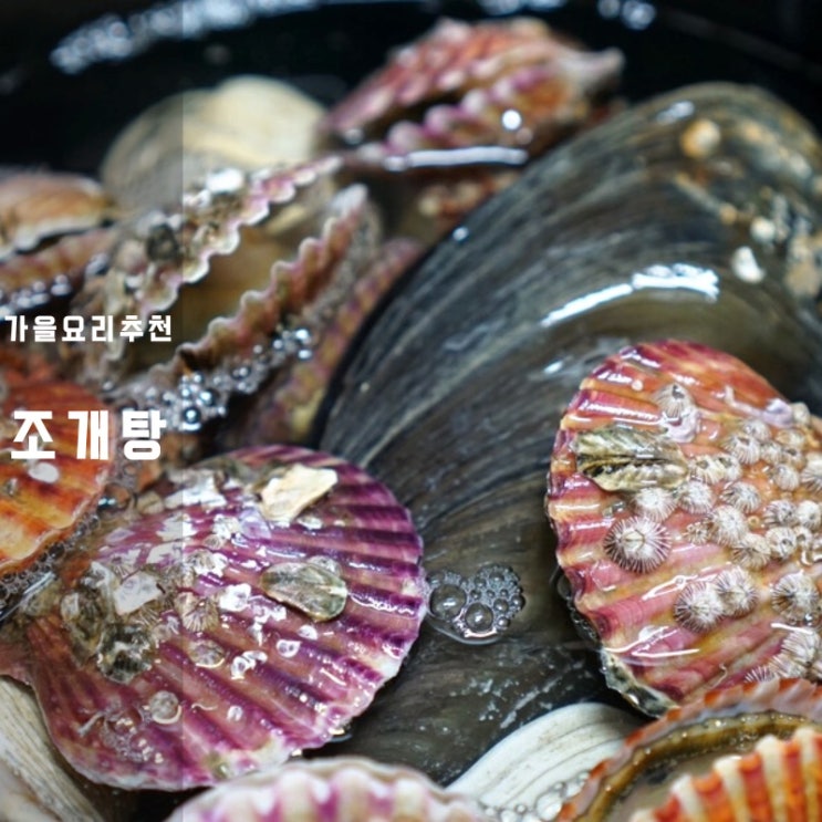  조개철 모듬조개 찜 탕 칼로리 끓이는법