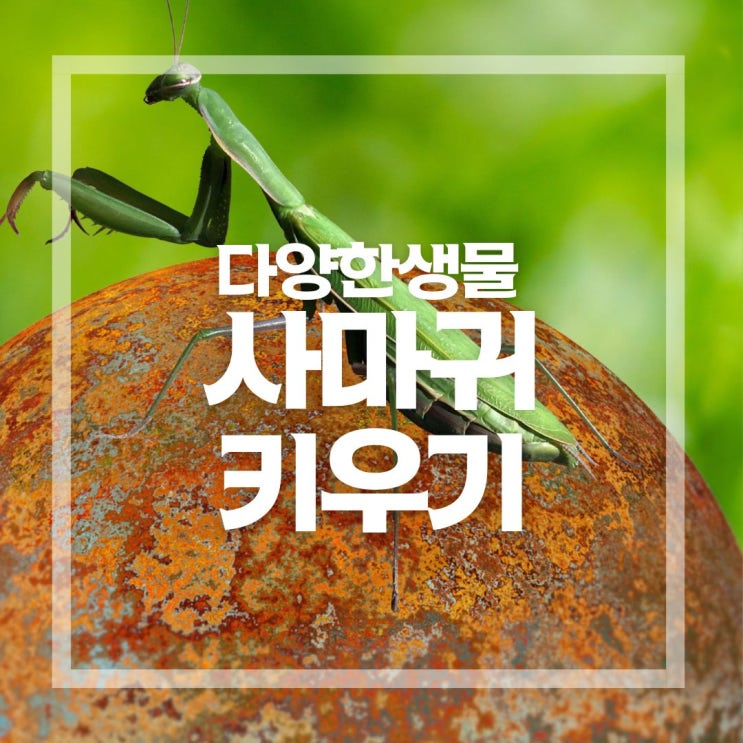  사마귀 알집과 수명, 먹이 등 키우기에 대해서 알아봐요!