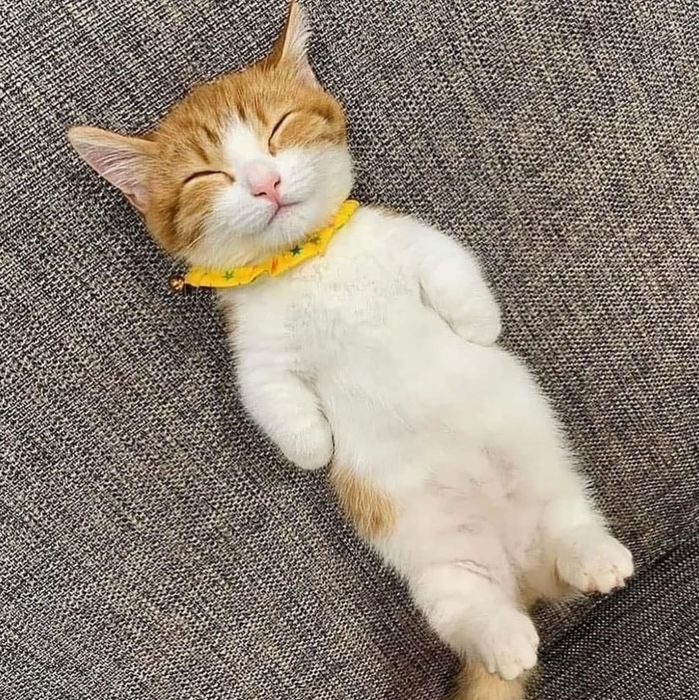  발라당 고양이 짤~~~~