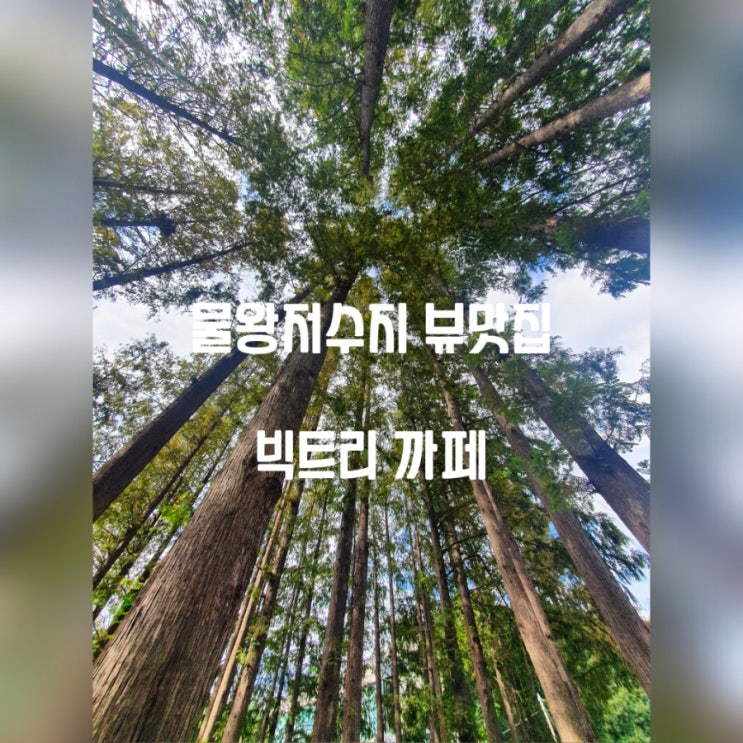 물왕저수지 전망좋은 까페추천! 메타셰콰이어 숲속에서 커피를 마셔보아요! 나들이가기 좋은 물왕호수 뷰맛집 빅트리까페 재방문기