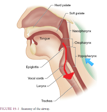 후두 마스크 laryngeal mask airway, LMA: 위치와 삽입 방법, 장단점에 대하여.(igel, GMA)