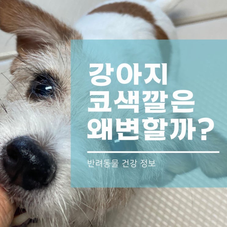  강아지 코 색깔은 왜 변할까?